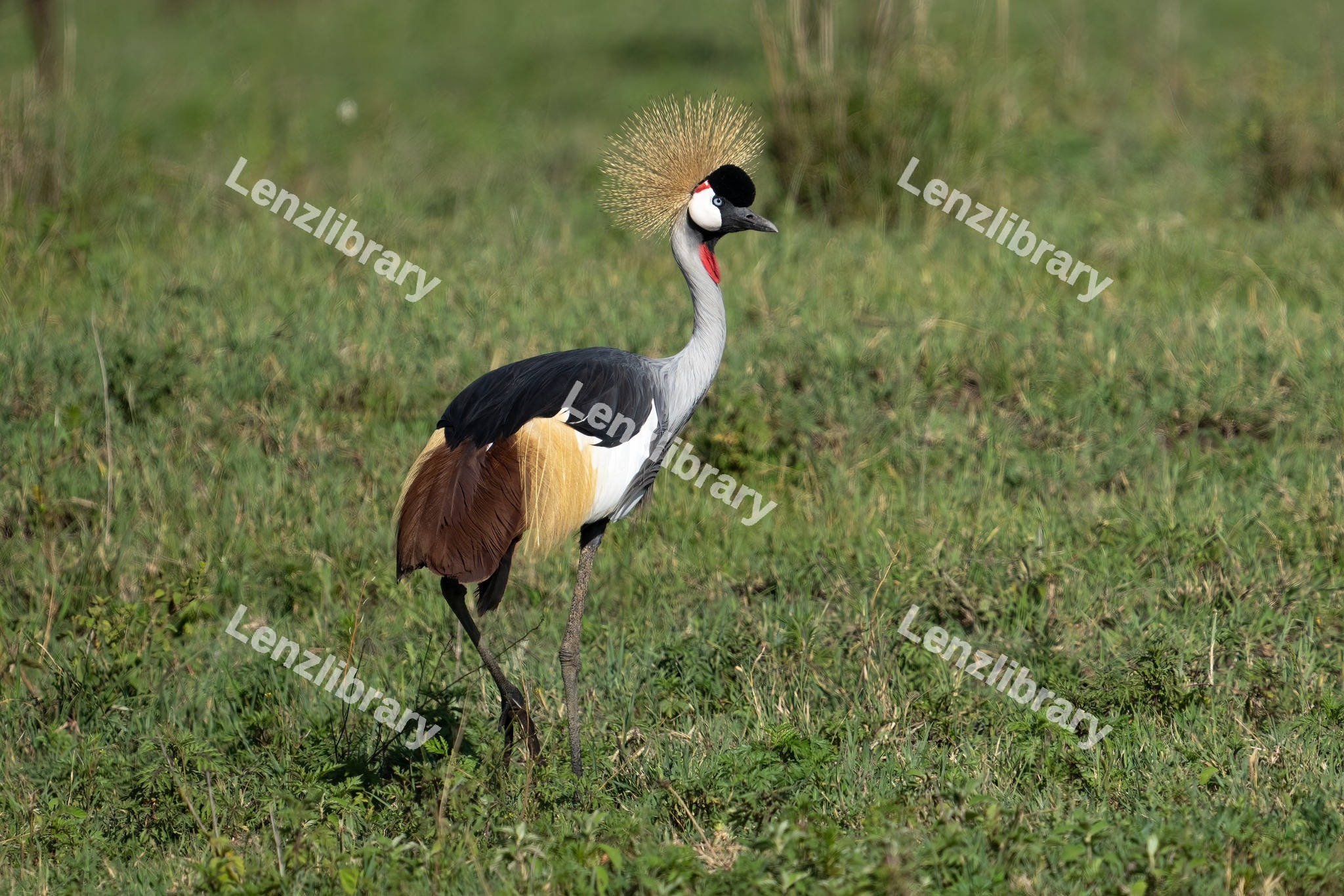 Grey Crowned Crane